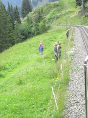 12 People clearing brush along the tracks
